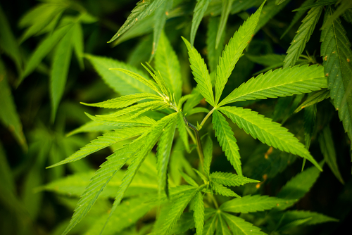 cannabis-legalisation-bernard-kouchner-d