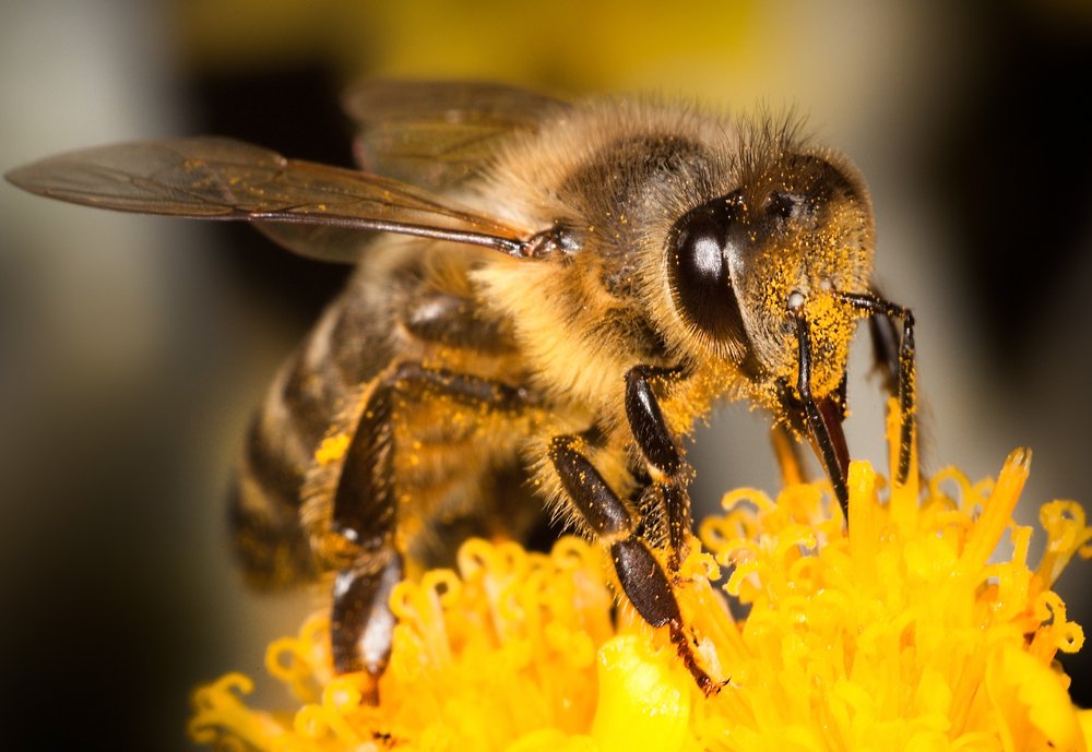 Abeilles Danger Pesticides