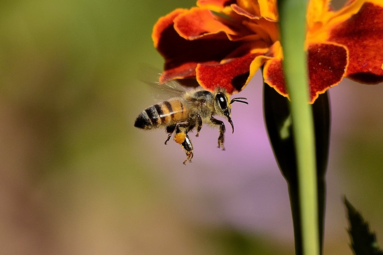 Abeilles Disparition Cout Agriculture Argent Economie Extinction Ecosysteme