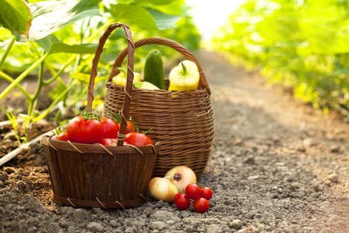 Agriculture Bio Pesticides Plan Reduction