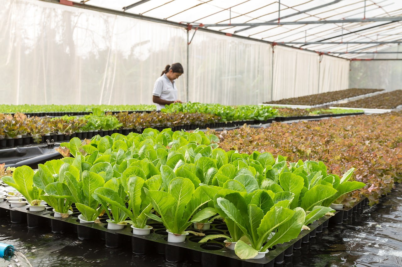 Agriculture Emploi Saisonnier