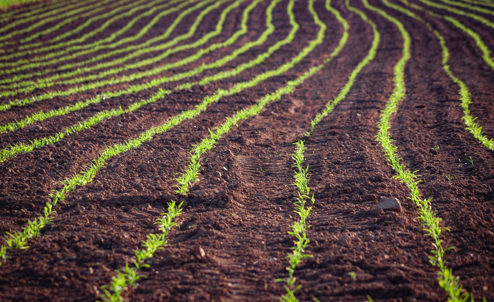 Agriculture Guyane Girardin Defiscalisation