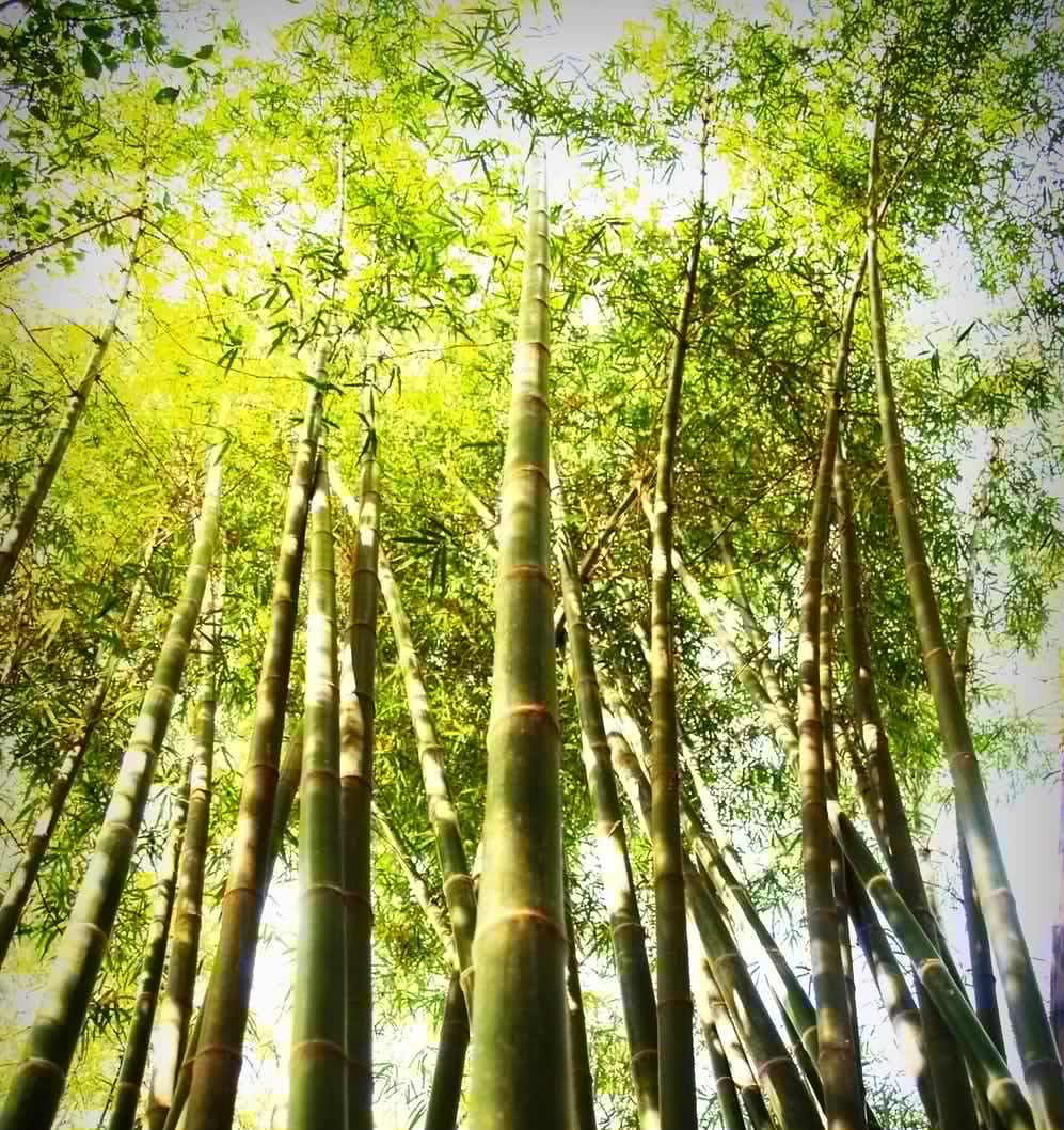 Bambou
