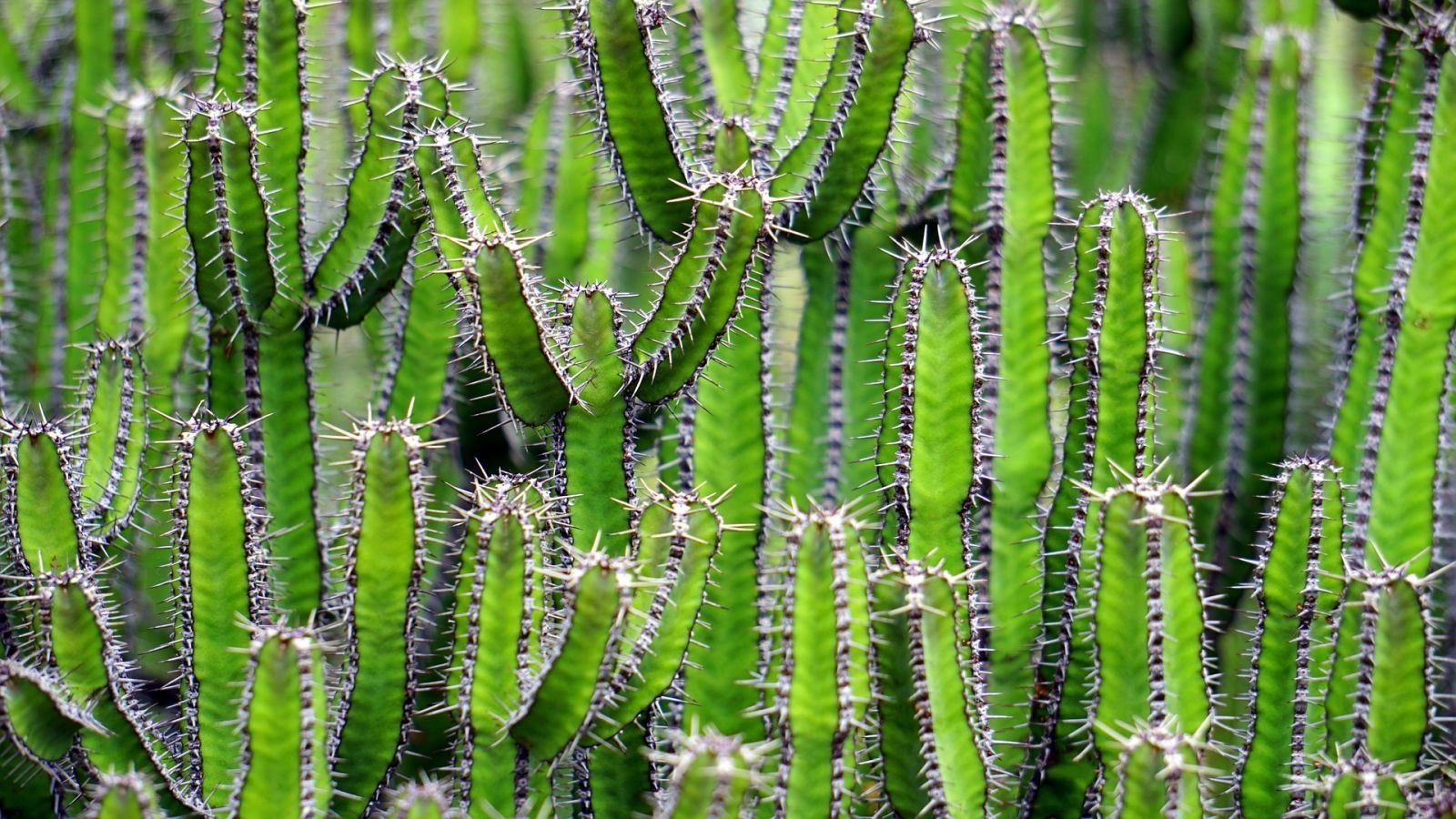 Cactus Conso 2020 60 Millions Consommateurs