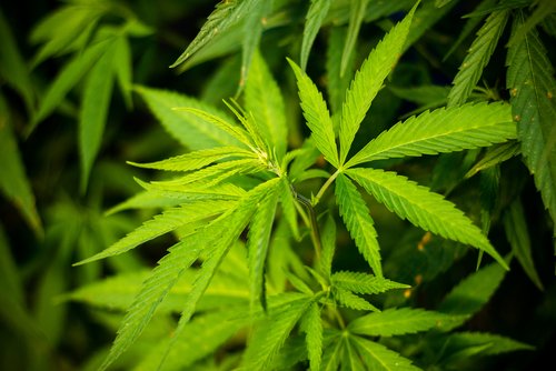 Cannabis Legalisation Bernard Kouchner Drogue