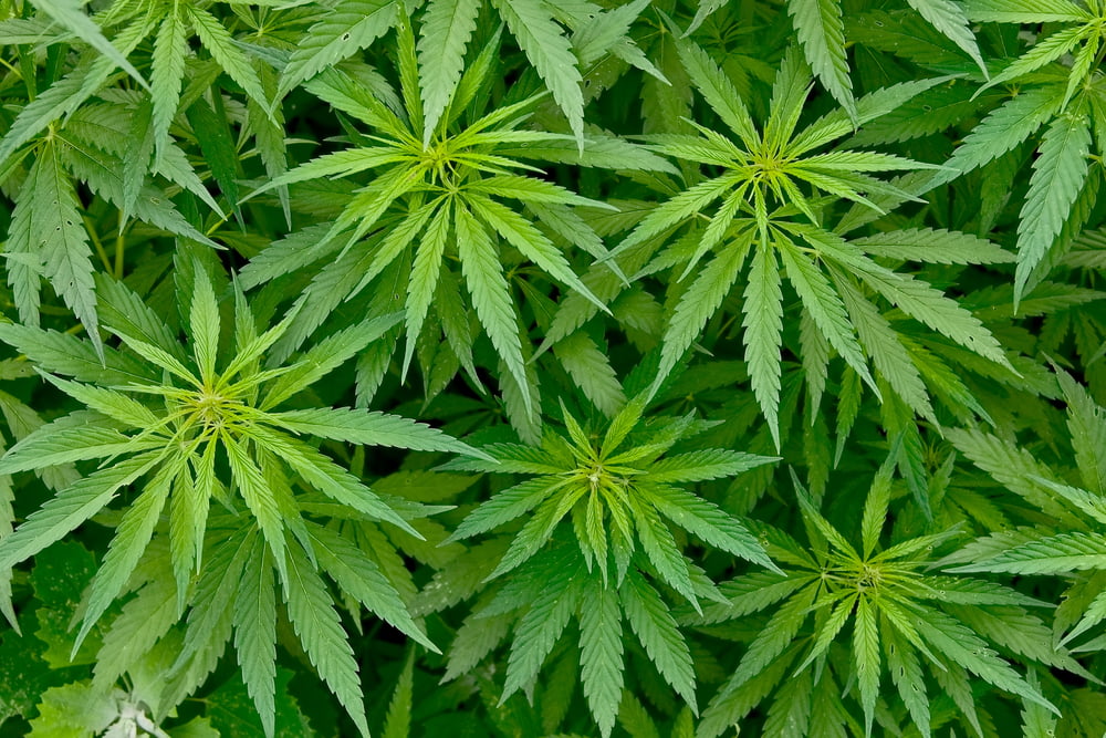 Cannabis Seattle Distributeurs Automatiques Drogue