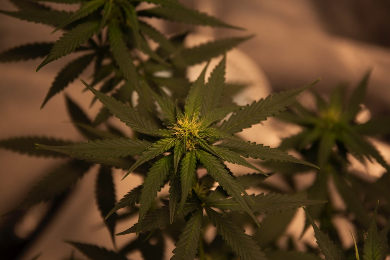 Cbd Cannabis Usages Plants