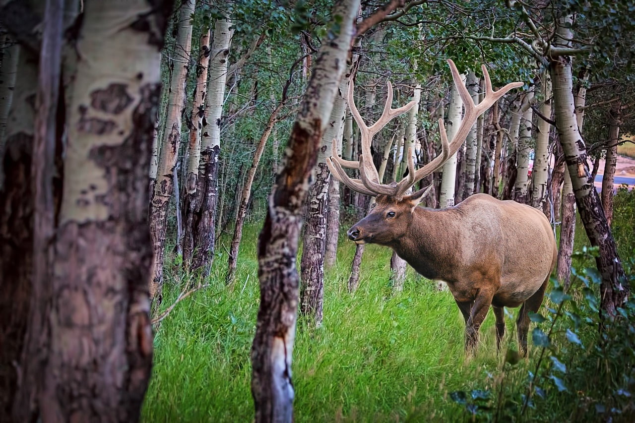 Cerf%20ecologie
