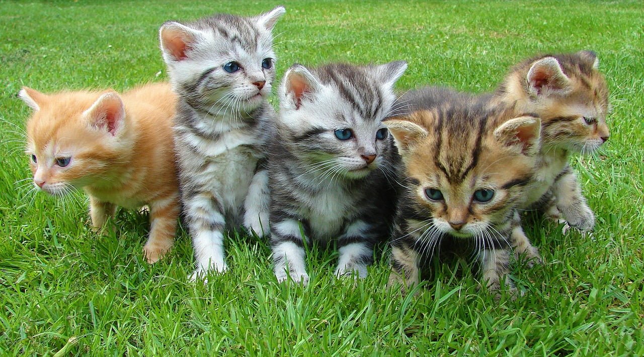 Chatons Herbe