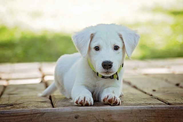 Chiens Chats Cout Animaux Compagnie