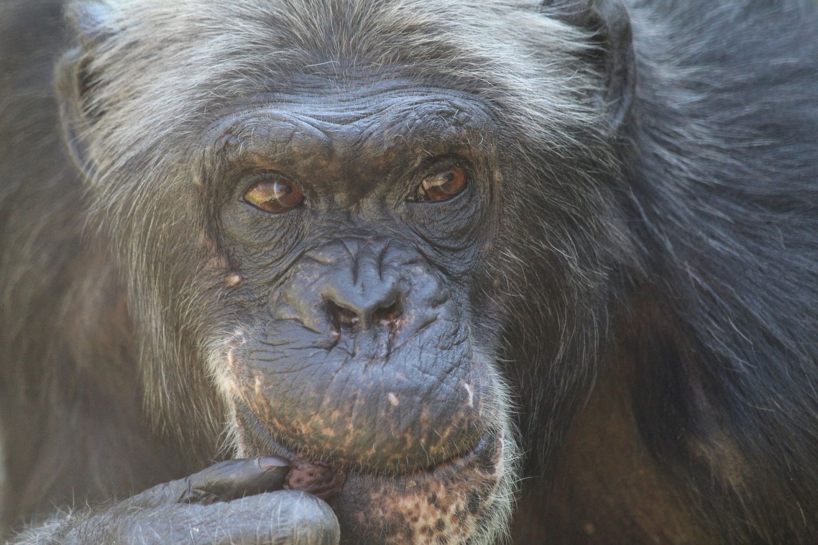 Chimpanze Singe Animaux