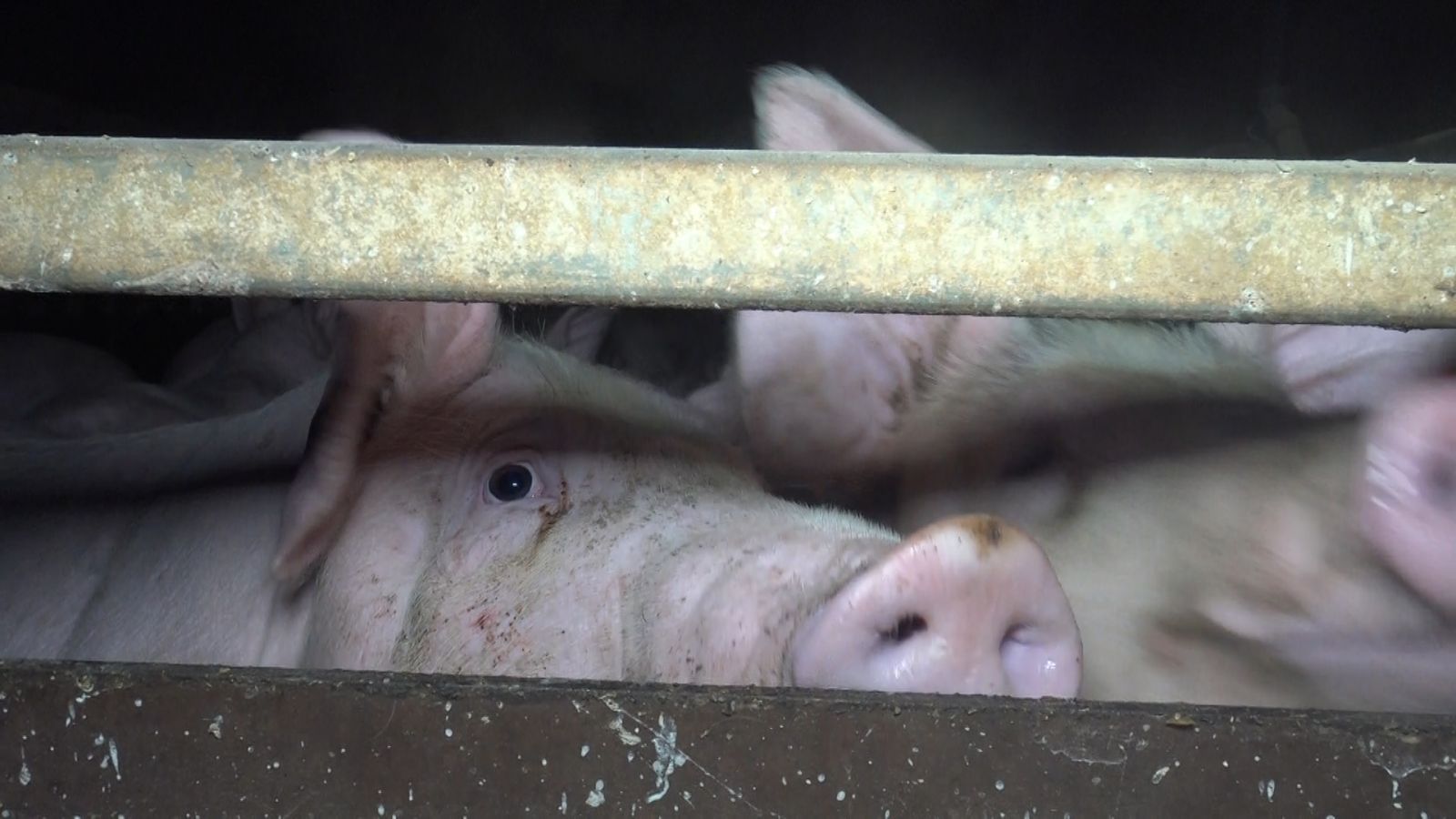 Cochon Regard Barreaux Souffrance Elevage Quimper 2017