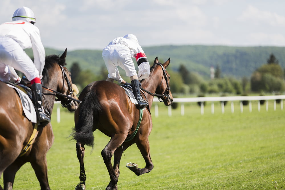 Courses Hippiques France Marche Developpement