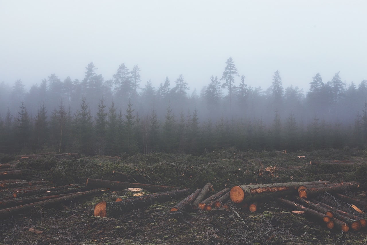 Deforestation Augmentation Maladies Danger Sante Chiffres