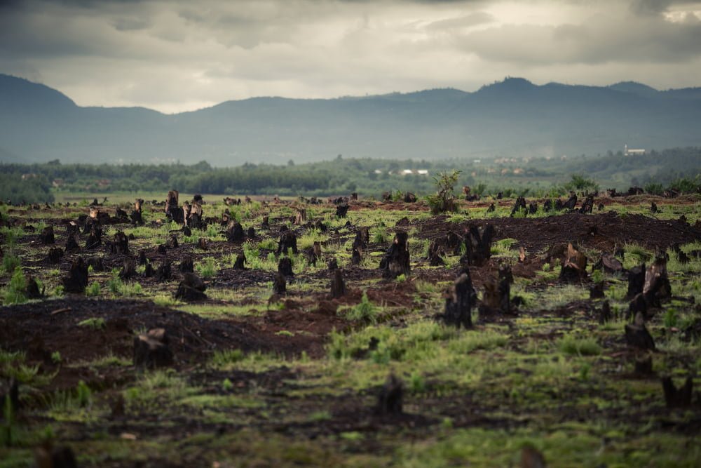 Deforestation Bollore Accusation Greenpeace Afrique Ecologie