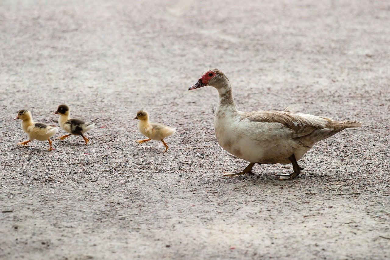 Ducks 204332 1280