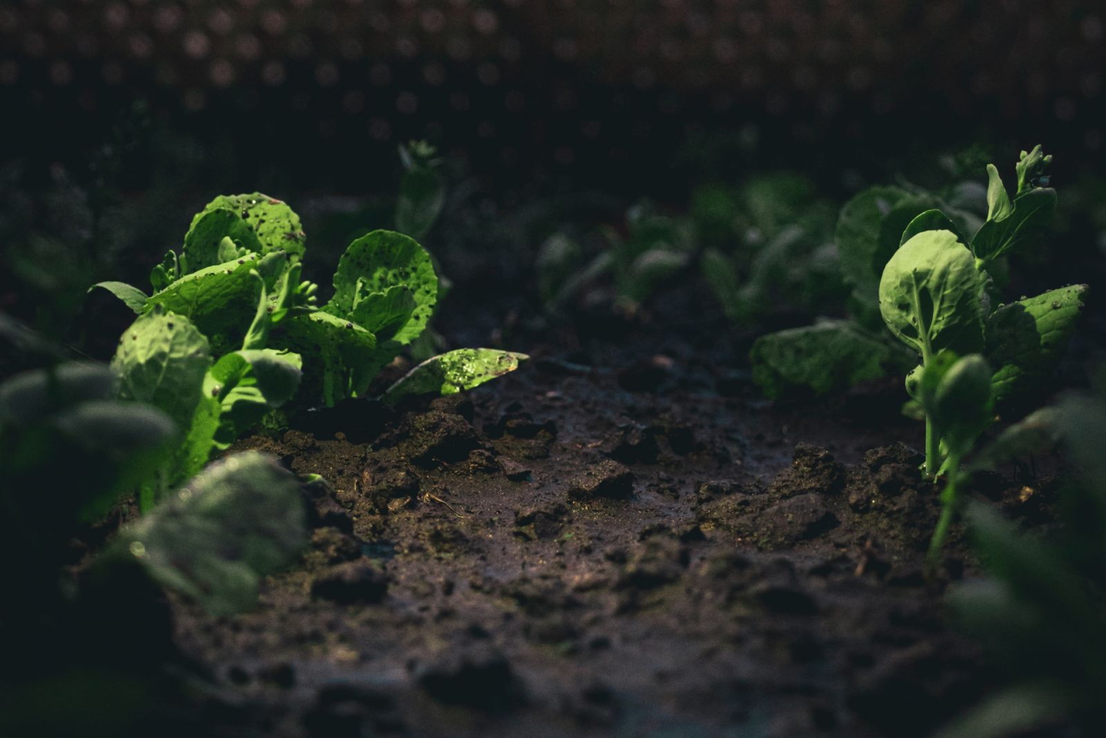 Ecologie Climat Relance Verte