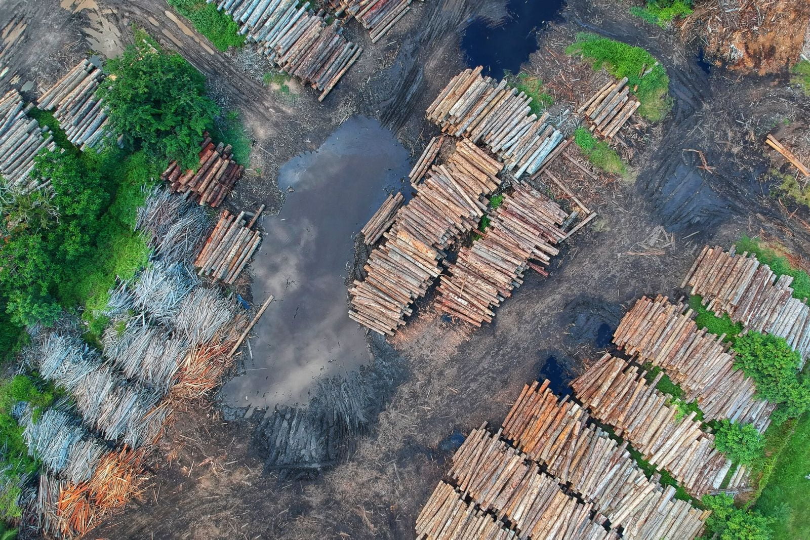 Enjeux Et Solutions De La Lutte Contre La Deforestation