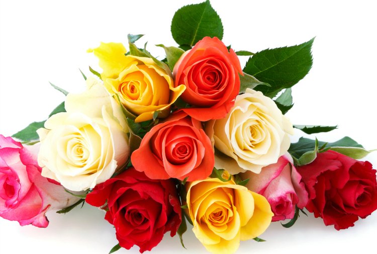 Envoyer Roses