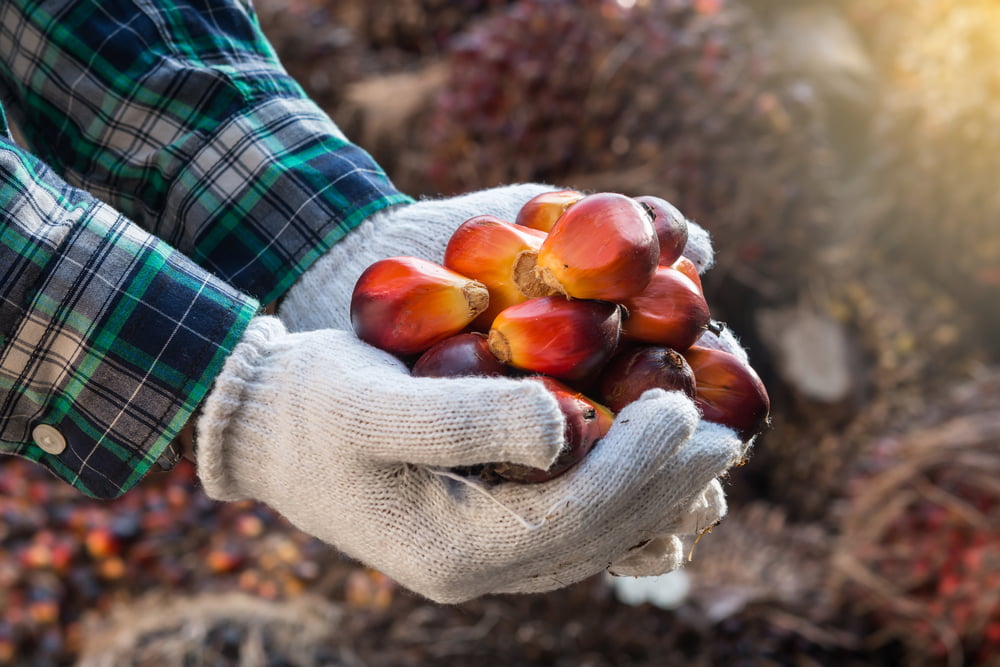 Huile Palme Taxe Deputes Prix Argent Agroalimentaire Sante