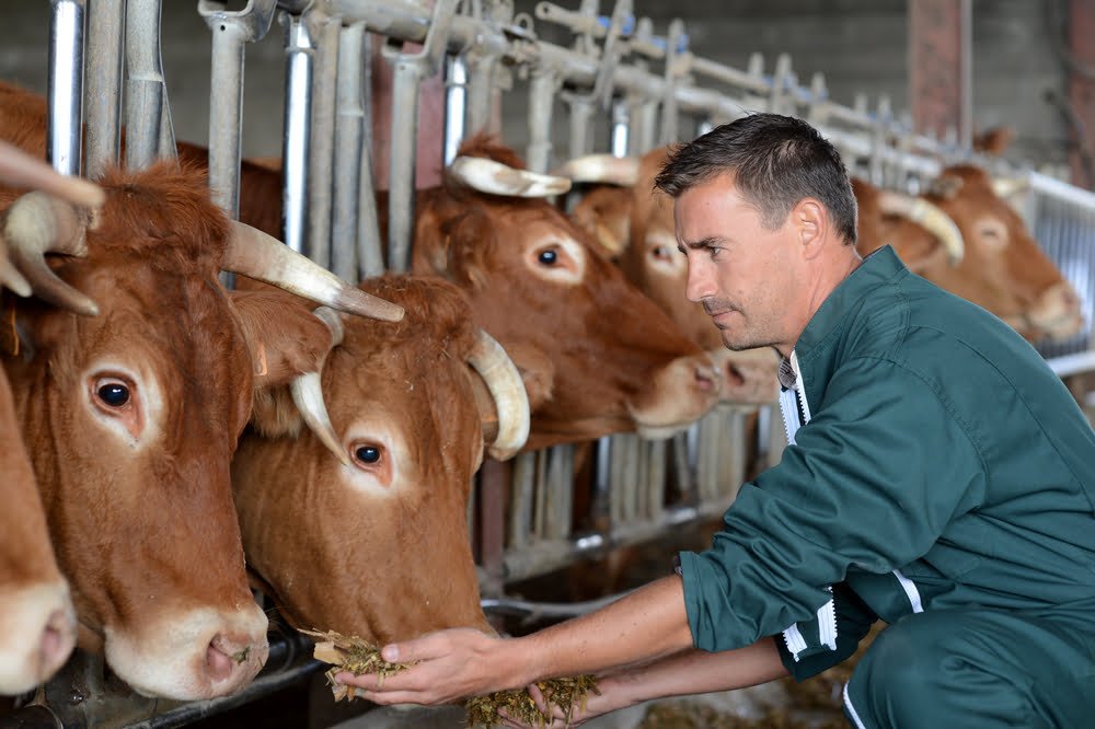 Insectes Alimentation Animale Elevegae Agriculture Proteines