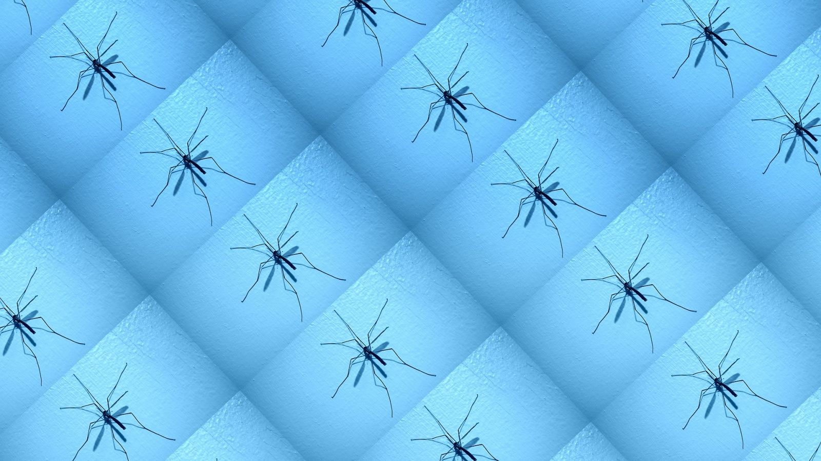 Insectes Desinsectisation