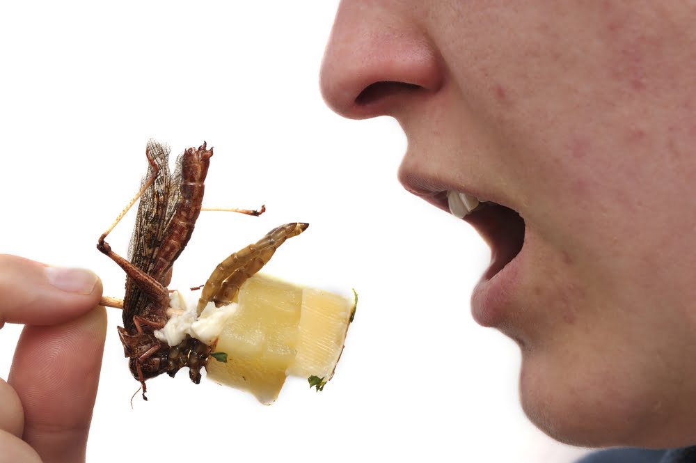 Insectesbis