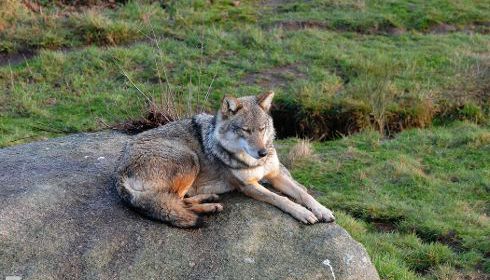 Loup2