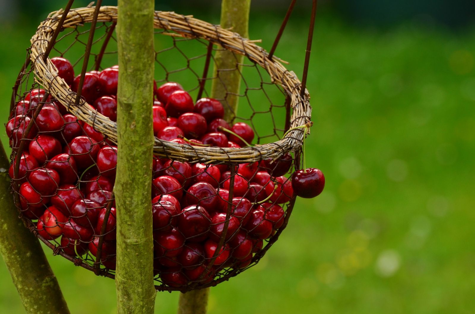 Prix Fruit Legumes Etude France 2019