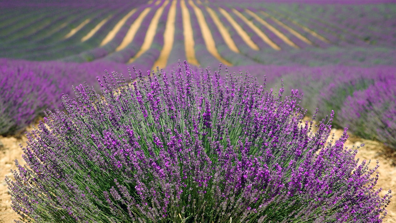 Provence Flore Ecologie Protection Occitane Uicn Partenariat