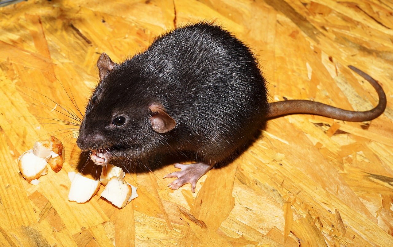 Rat Paris Circulation Danger Maladie France