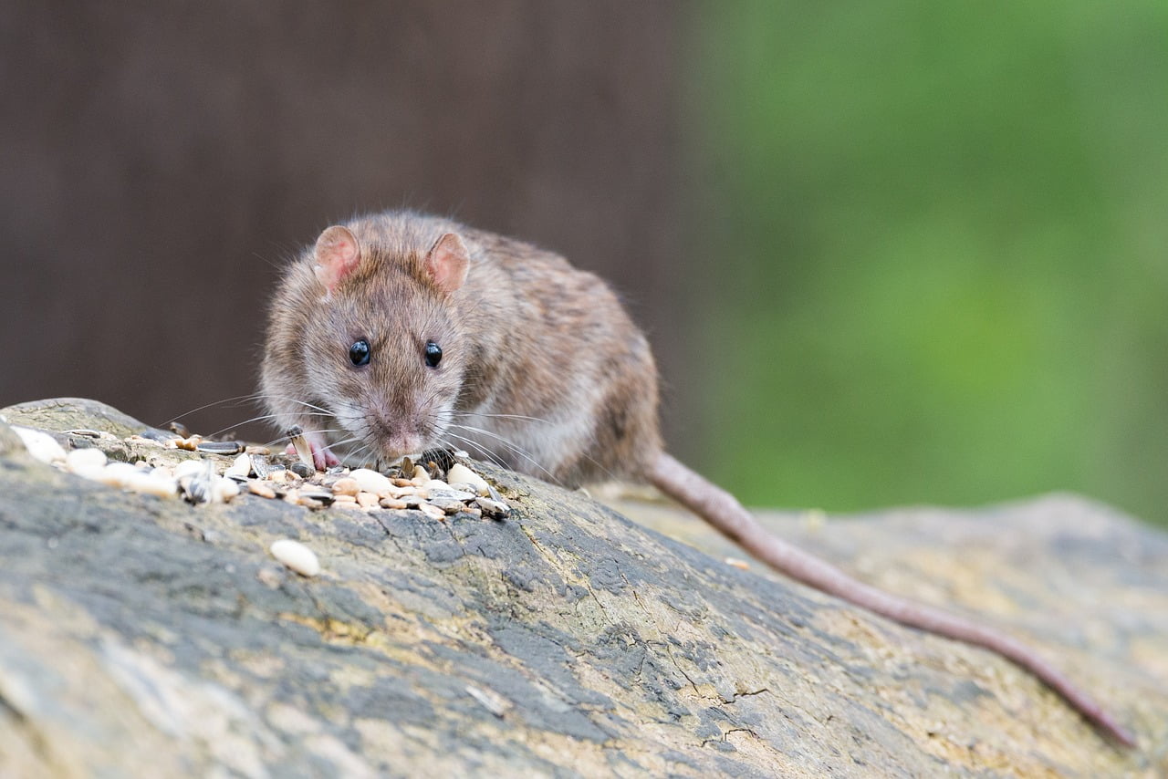 Rat Villes Population Controle Faune