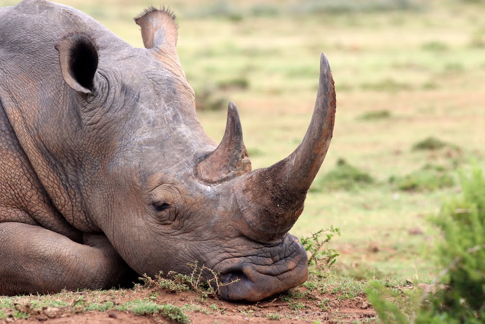 Rhinoceros Braconnage Danger Population Faune Espece Extinction