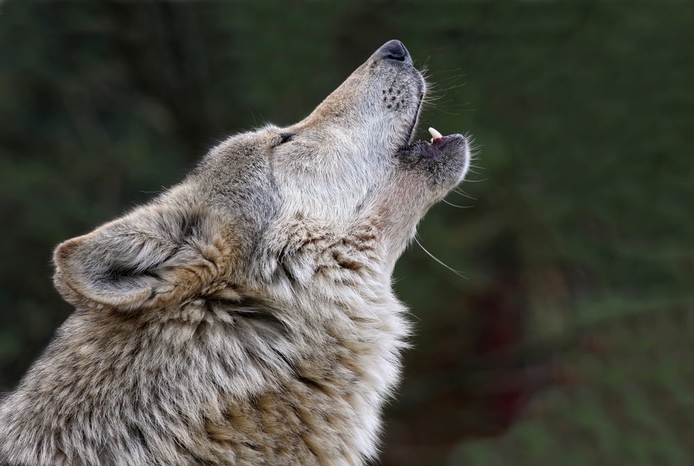 Sauvetage Protection Loups Abattage
