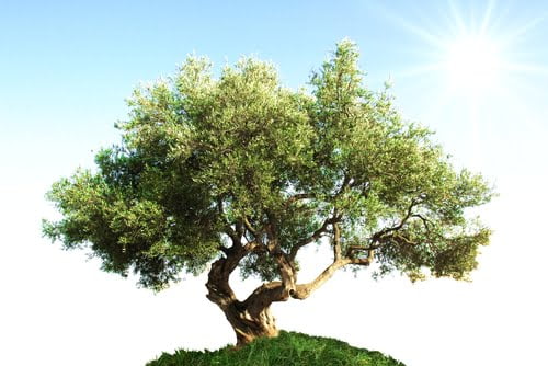 Shutterstock 109116692