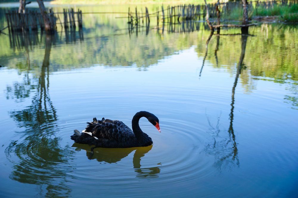 Shutterstock 125486441