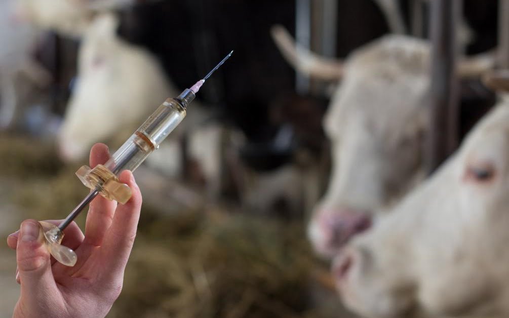 Vaccination Covid Veterinaire