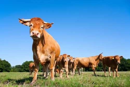 Viande Boeuf Prix