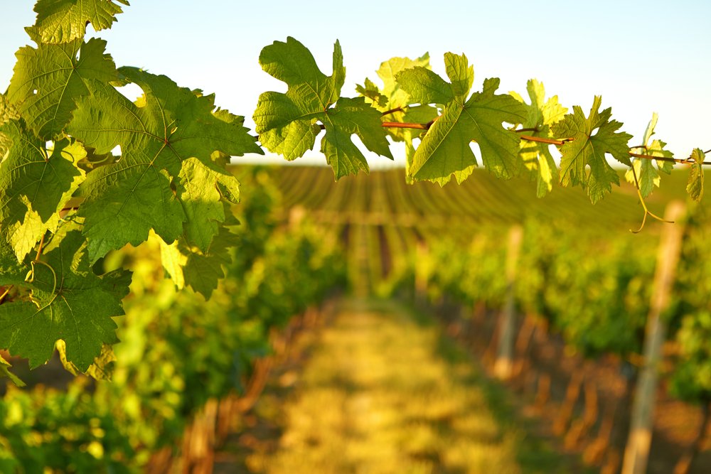 Vignes