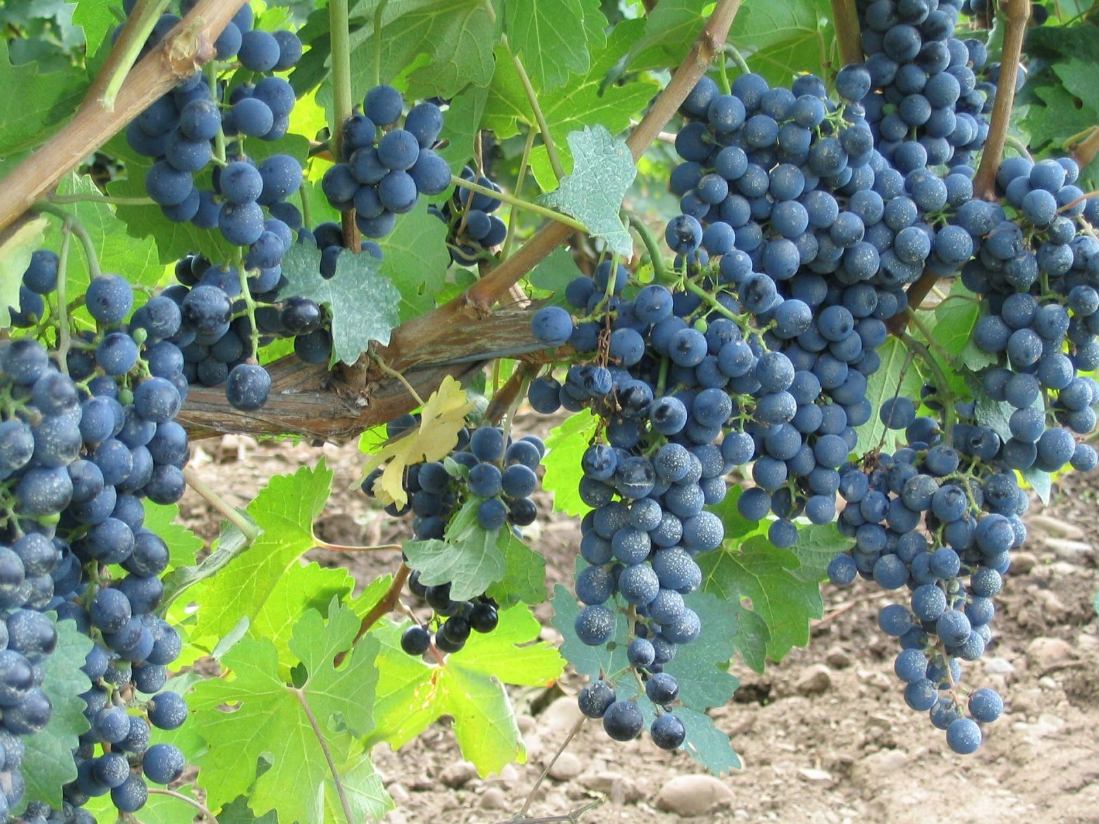 Vin Bleu Raisins