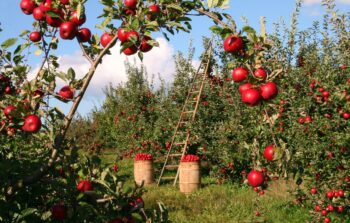 Distribution Arboriculteurs Veulent Augmenter Prix Achat Pommes Poires