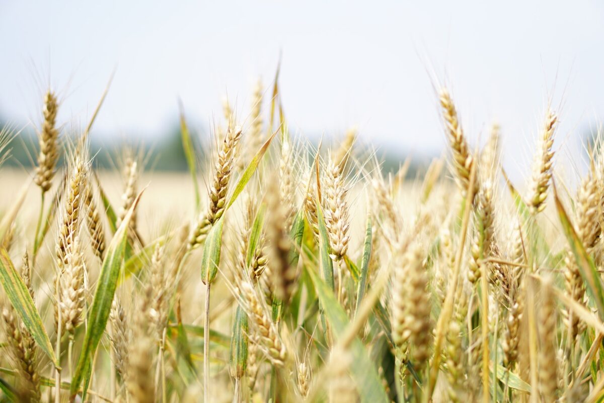 Exportation Cereales Phosphine
