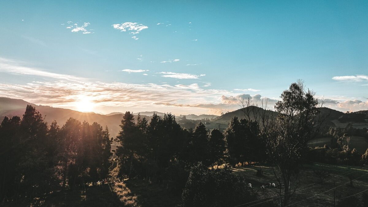 Restauration Foret Ecologie Europe Programme Arbres Horizon