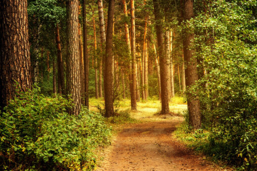 Forets Investissement Annonce Protection Biodiversite Climat