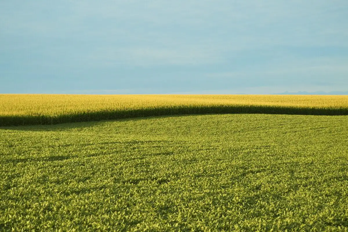 Ngt Ogm Union Europeenne Reglementation Genetique Science Sannat