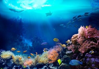 Protection Oceans Technologie Sous Marine Science Horizon