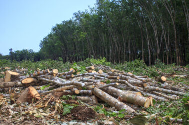 Deforestation Obligations Entreprise Logistique Due Diligence Sampedro