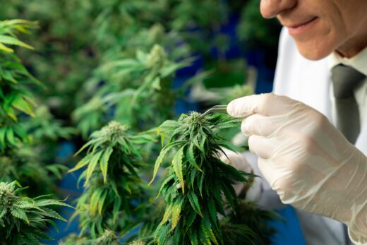 cannabis-medical-grece-moutons