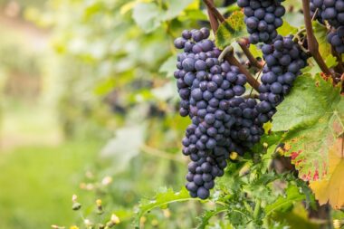 Production Vin 2023 France Italie Viticulture