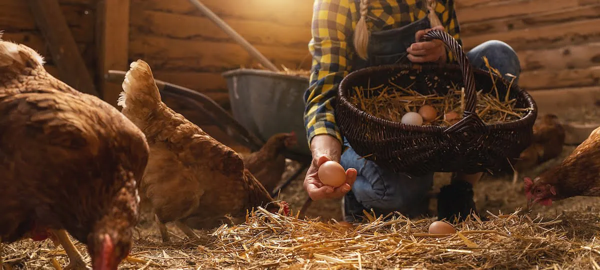 Contamination des œufs de poules par des polluants organiques persistants :  étude dans 25 poulaillers en Île-de-France